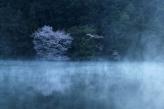 霧に浮かんだ桜　3