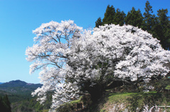 奈良県千年桜　2