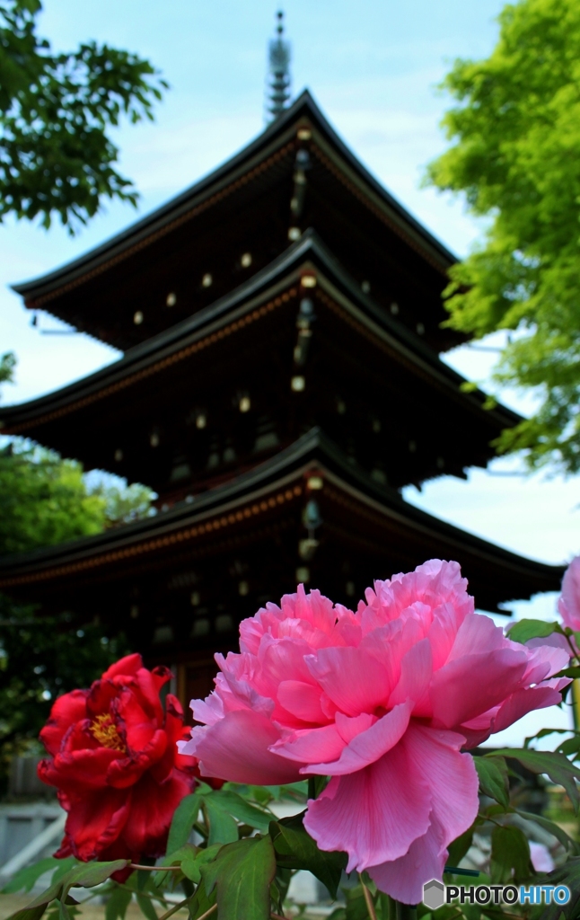 ぼたんの花