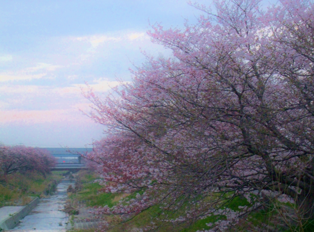 桜が咲きました