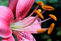 花粉が？