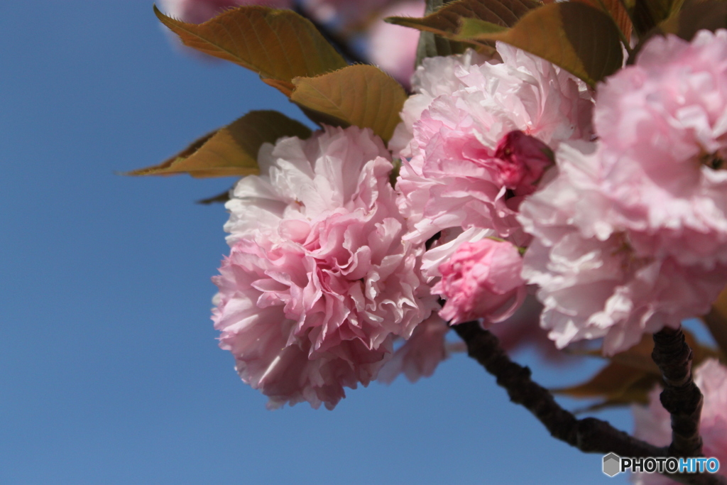 八重桜2