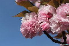八重桜2