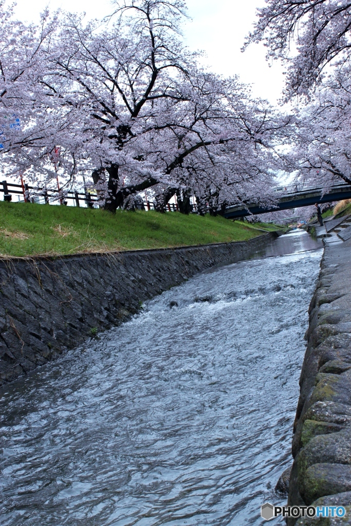 桜1