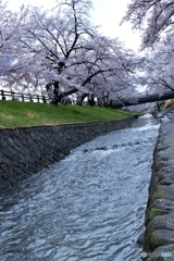 桜1