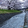 桜1