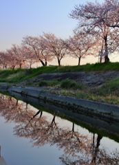 桜並木
