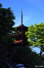 五重塔と白い傘