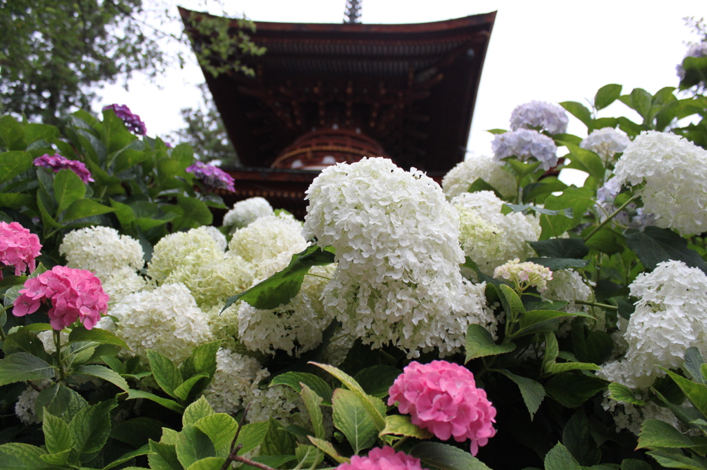 久米寺のアジサイ　1