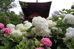 久米寺のアジサイ　1