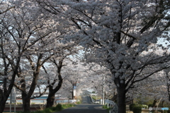満開です1