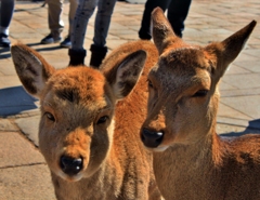 I奈良公園の鹿