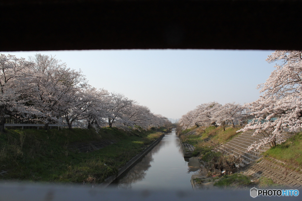 川もに咲く