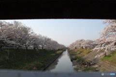 川もに咲く