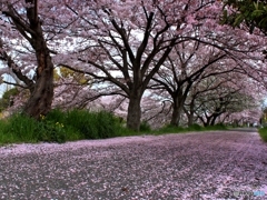 花のじゅうたん