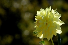 ダリヤの花