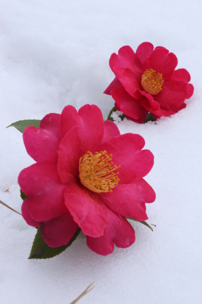 雪の上が真っ赤