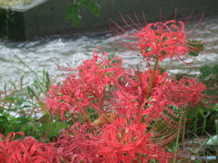 彼岸花4