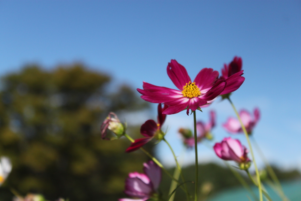 馬見公園　2