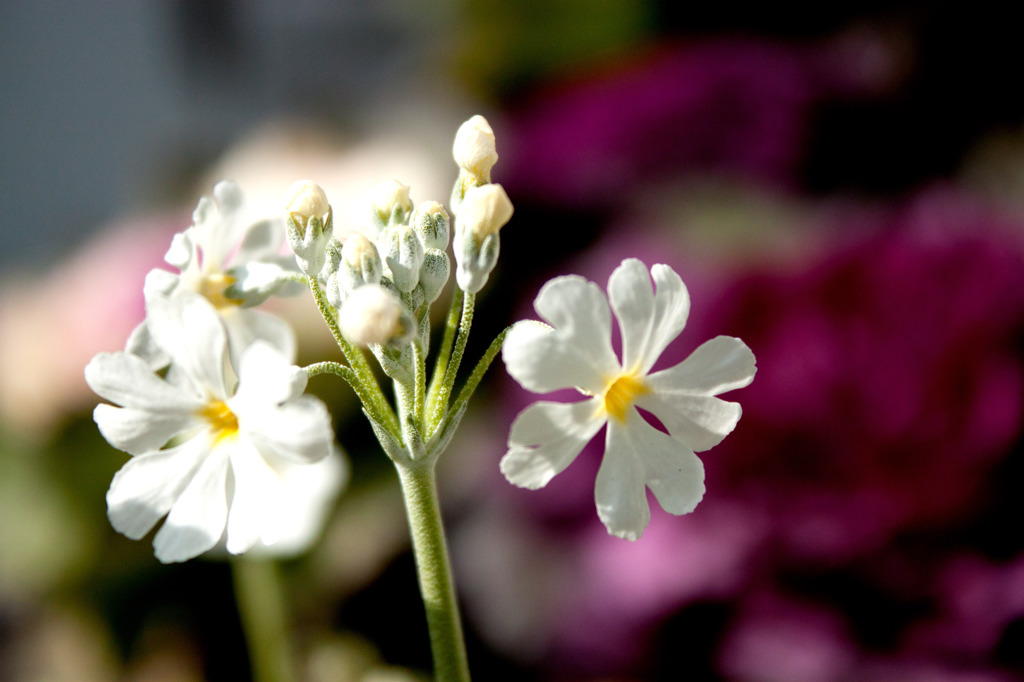 春の花　1