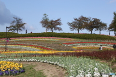 チュリップ園８