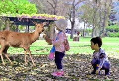 奈良公園2