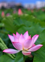 藤原京ハスの花