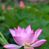 藤原京ハスの花