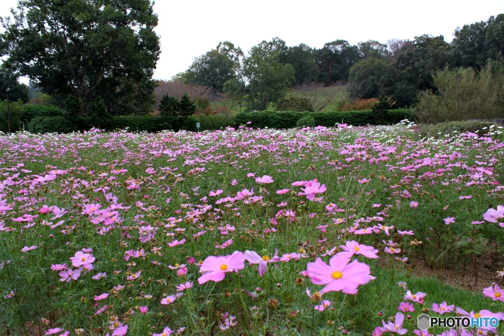 コスモス