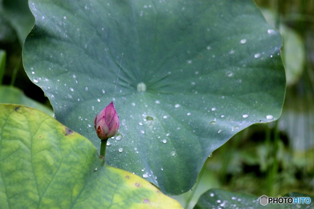 ハスの花1