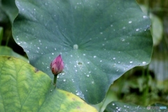ハスの花1