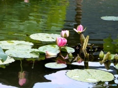 水蓮2