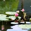 水蓮2