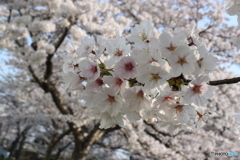 咲きほっこて？