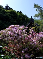 つつじ