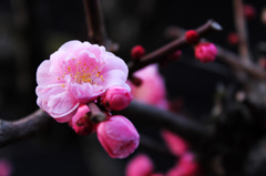 梅の花　2