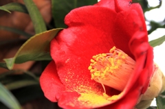 椿の花粉