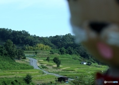 棚田