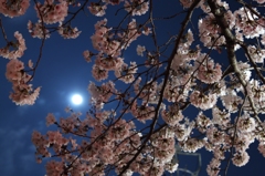 月と桜　1