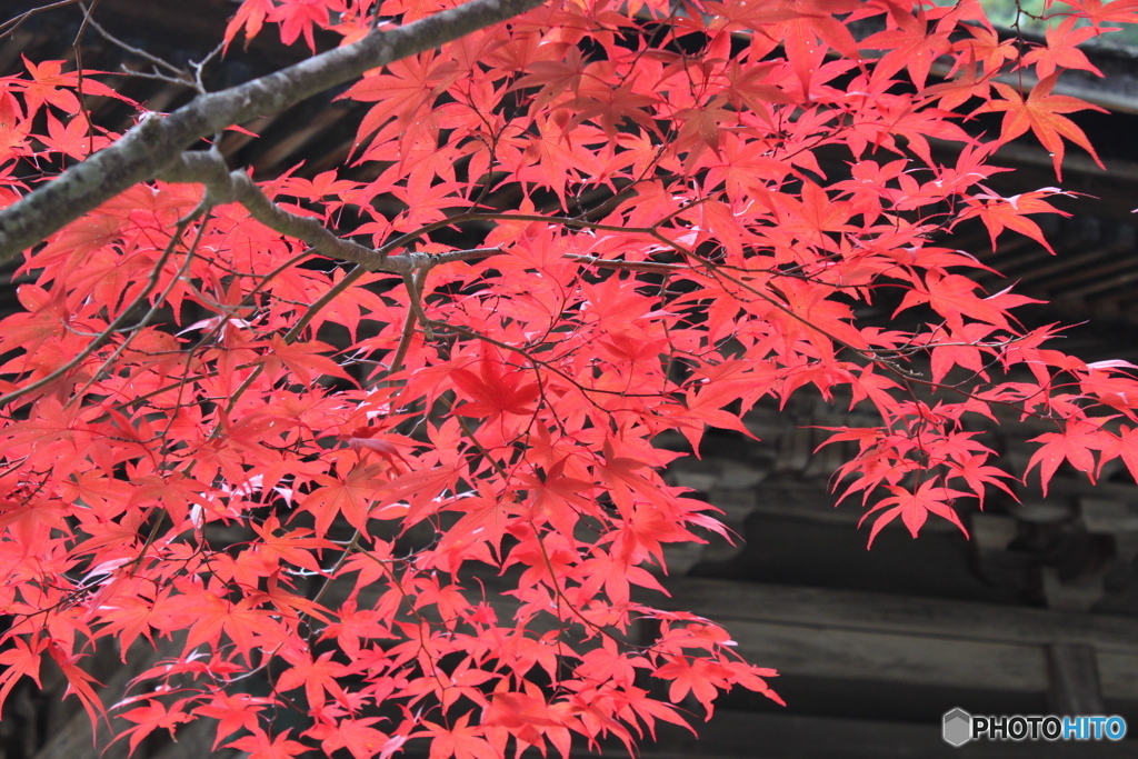 紅葉まっさいちゅう