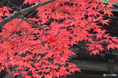 紅葉まっさいちゅう