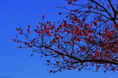 I梅の花