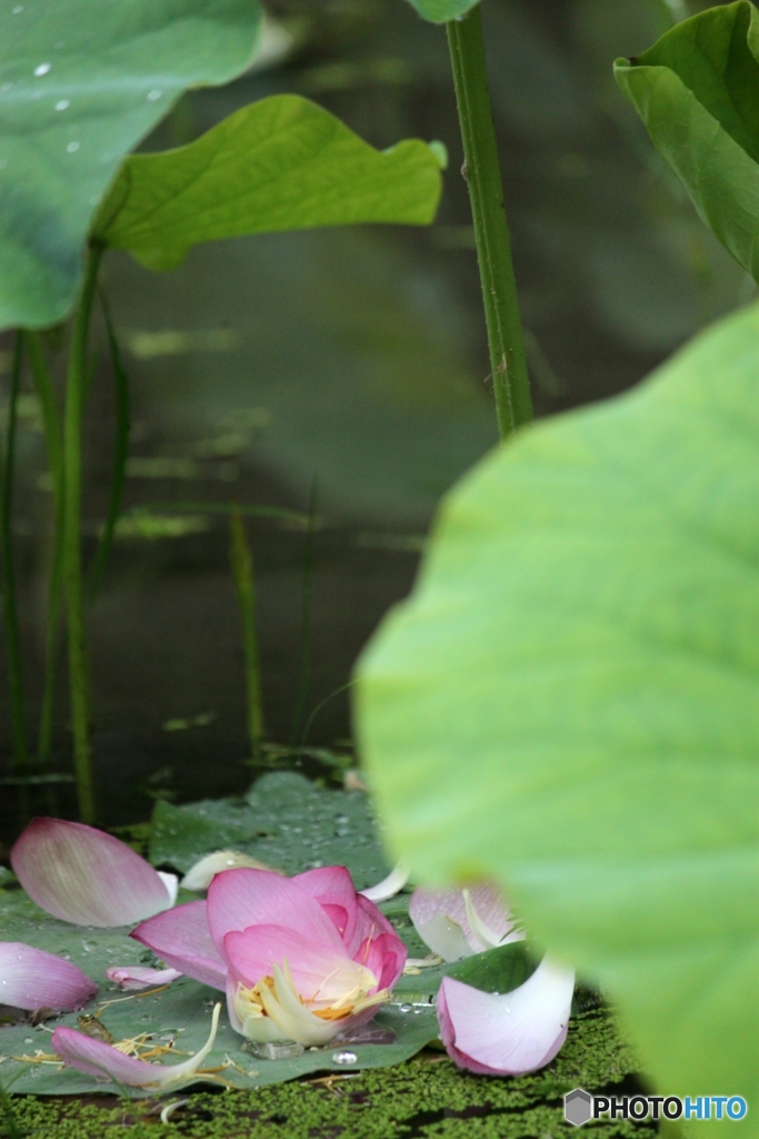 ハスの花びら