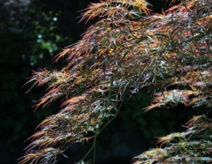 花火のよう　1