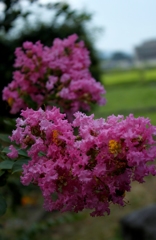 さるすべりの花