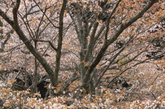 吉野山