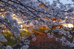 夜桜　1