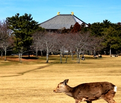 I東大寺と鹿