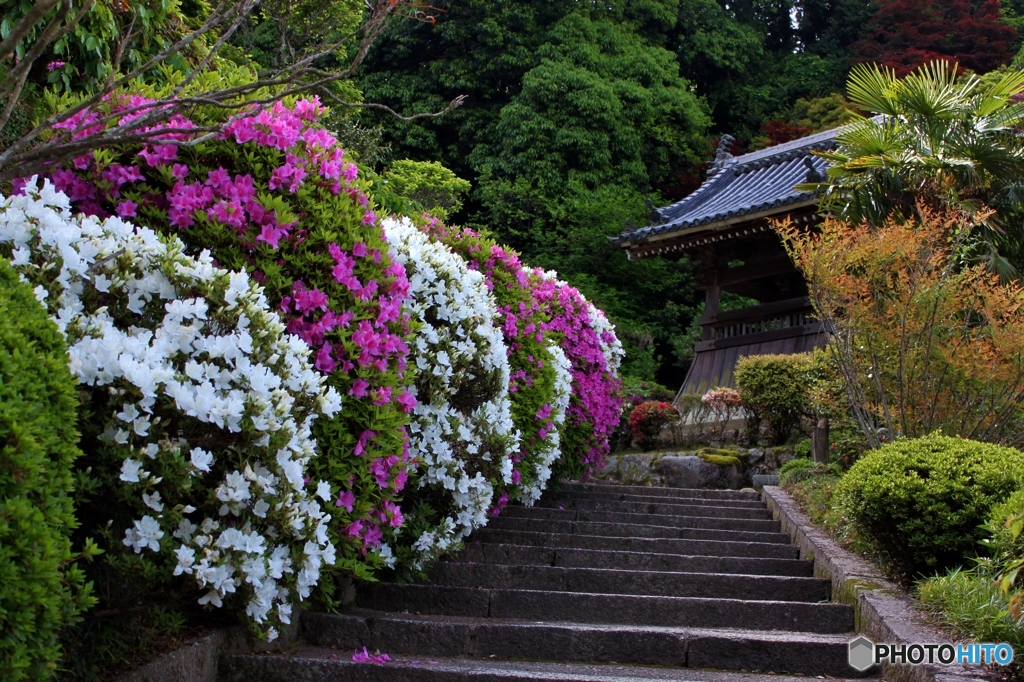 船宿寺のつつじ