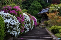 船宿寺のつつじ